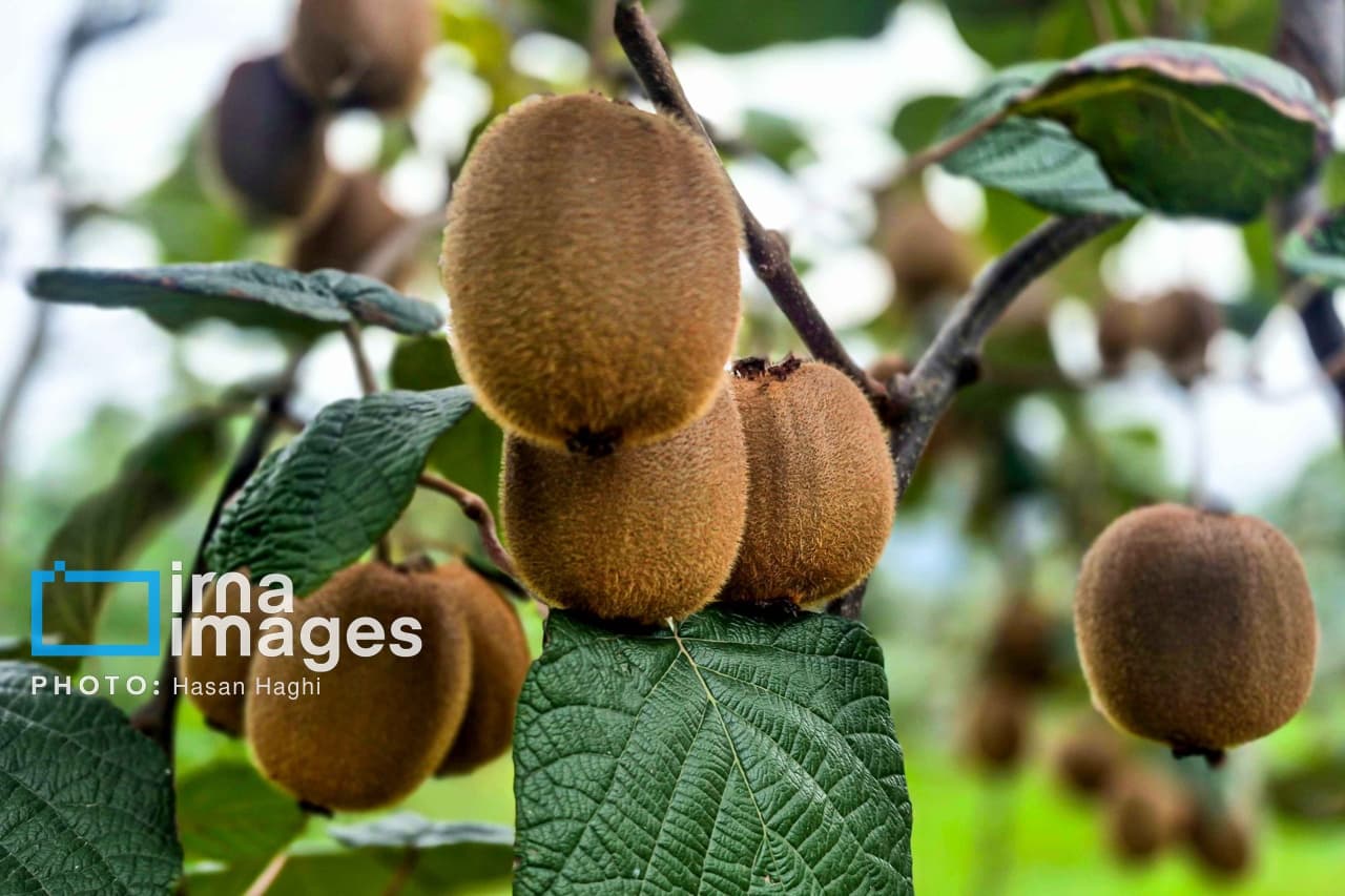 تصویر خبر: استاندار گیلان: صادرات به‌موقع کیوی به حفظ قیمت و افزایش درآمد باغداران کمک می‌کند