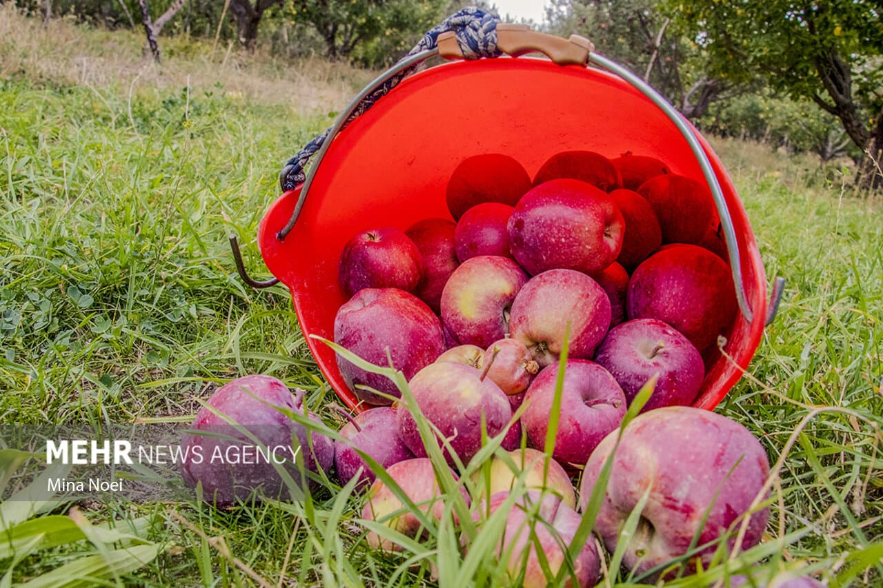 تصویر خبر: نیکزاد: برندسازی و بازاریابی بین‌المللی سیب به‌صورت جدی دنبال شود