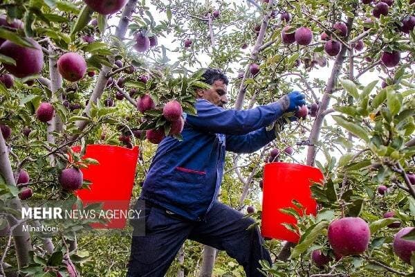 تصویر خبر: احمدی: سیب شیروان ظرفیت تبدیل‌ به برندی جهانی را دارد