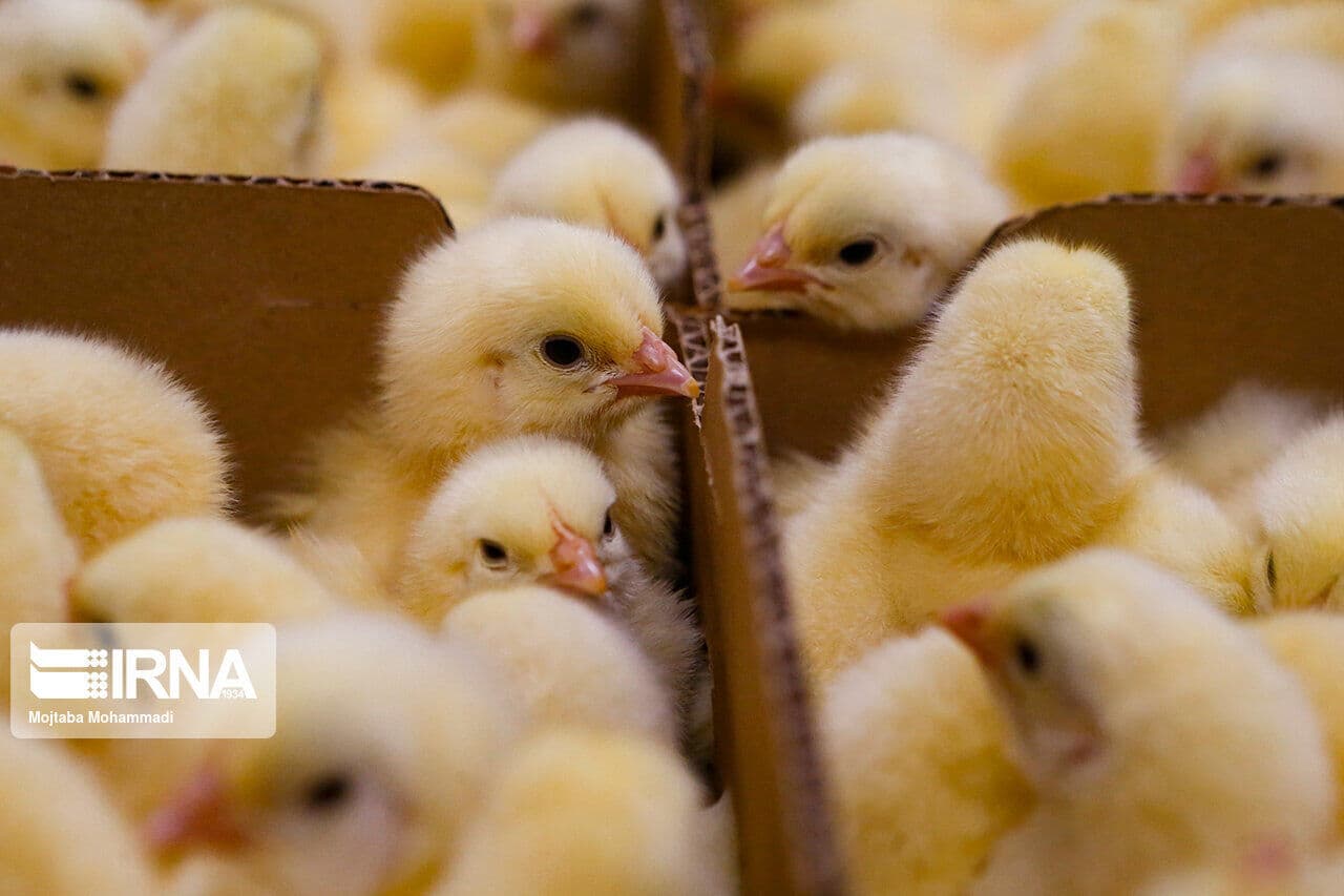 تصویر خبر: جوجه‌ریزی ۱۳ میلیون قطعه‌ای در صنعت طیور استان مرکزی