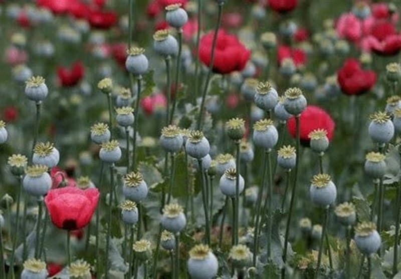 تصویر خبر: کشت شقایق الیفرا؛ ظرفیت 20 میلیون دلاری برای ارزآوری و 4 هزار شغل