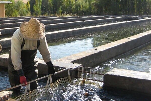 تصویر خبر: فناوری‌های نوین می‌تواند بهره‌وری مزارع پرورش ماهی را افزایش دهد