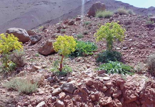 تصویر خبر: گیاهان دارویی؛ مسیر کم‌آب کشاورزی خراسان جنوبی به شرط رونق بازار