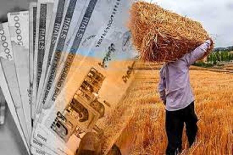 تصویر خبر: نیکزاد: دولت بخش قابل توجهی از مطالبات گندم‌کاران را پرداخت کرده است