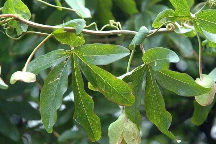 تصویر خبر: برگزاری مانور مقابله با گیاه مهاجم آروجیا در لنگرود