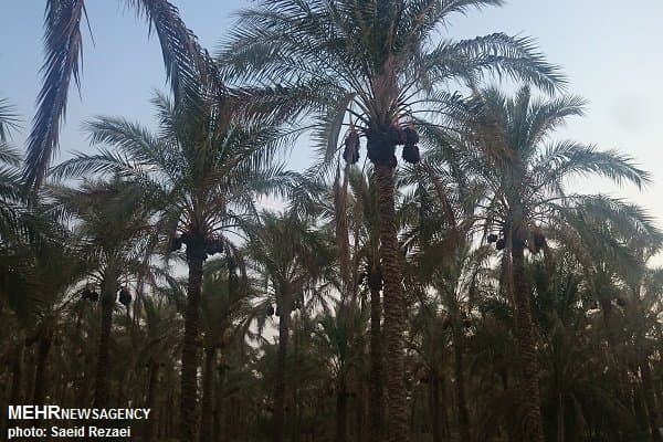 تصویر خبر: آغاز برداشت خرما در نخلستان‌های زاهدان با پیش‌بینی تولید بیش از ۳ هزار تن