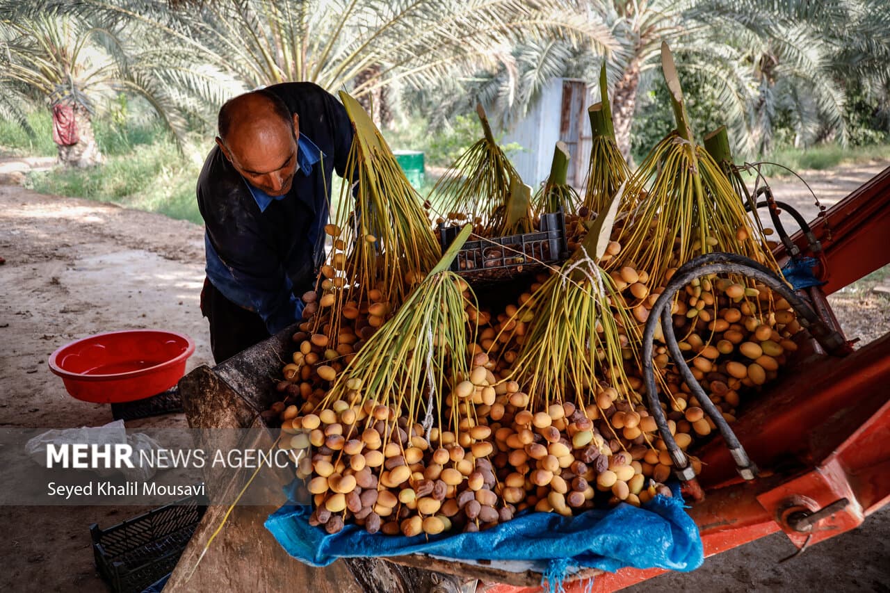 تصویر خبر: استاندار خوزستان: در کنار کشاورزان برای کاهش آسیب‌ها هستیم