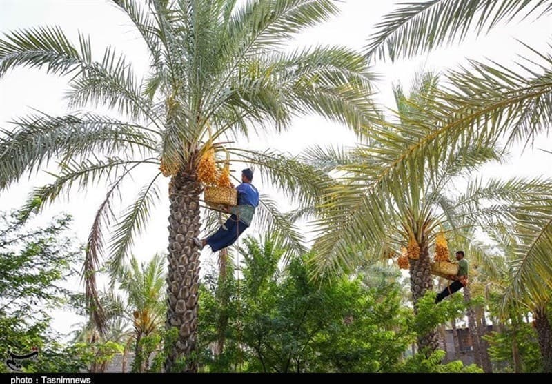 تصویر خبر: وزیر جهاد کشاورزی: توسعه زیرساخت‌های کشاورزی خوزستان در اولویت است