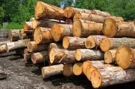 تصویر خبر: محکومیت قاچاقچی چوب در یزد