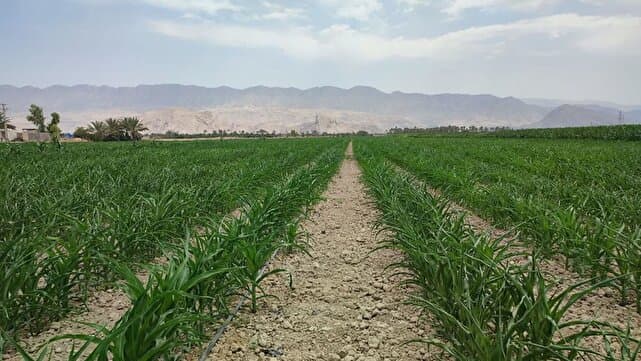 تصویر خبر: جهش در دل مزارع ذرت کازرون