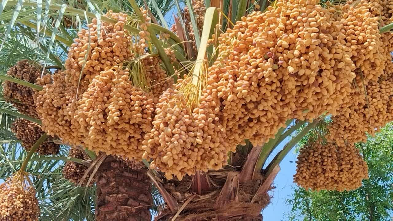 تصویر خبر: معاون استاندار: ارزش افزوده خرما باید به نخلستان‌های خوزستان بازگردد