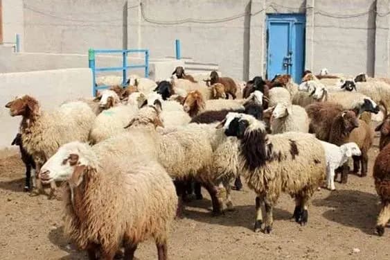 تصویر خبر: قیمت دام زنده امروز یکشنبه ۲۶ مهر ۱۴۰۵/ قیمت گوسفند زنده امروز چند؟ + جدول
